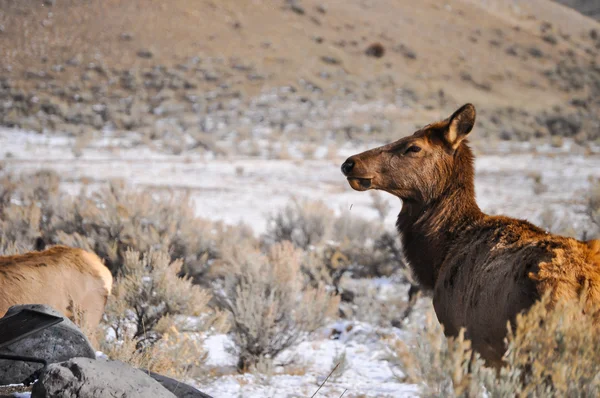 Ciervos en Yellowstone — Foto de Stock