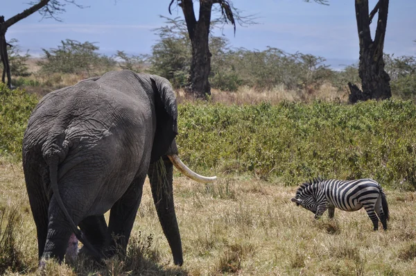 Elefant und Zebra — Stockfoto