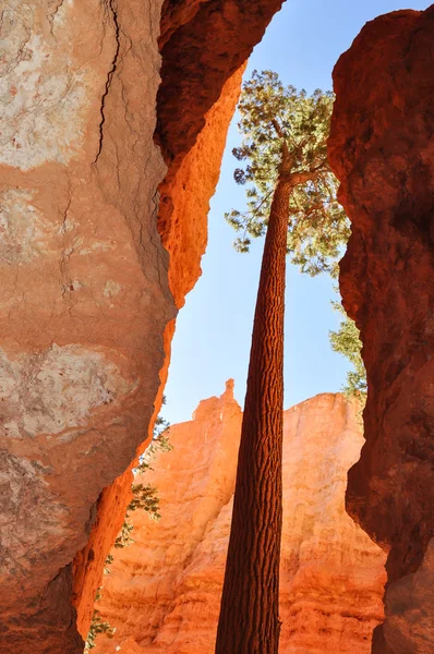 Bryce Canyon National Park, Utah — Stock Photo, Image