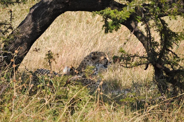 Jachtluipaarden — Stockfoto