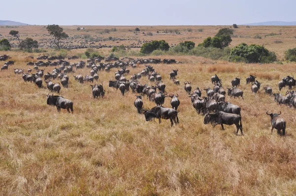 Migrazione Wildebeest — Foto Stock