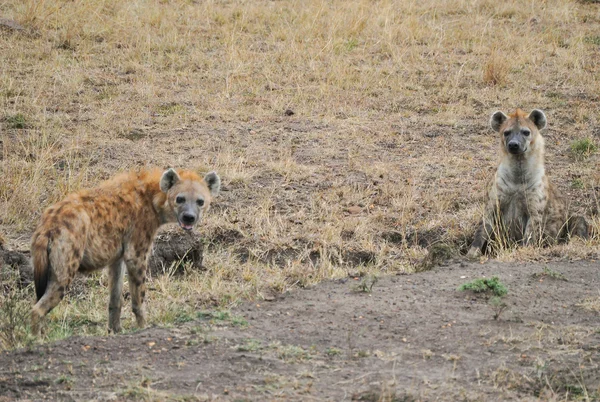 Hyènes — Photo