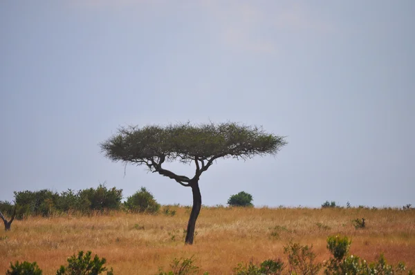 Albero — Foto Stock