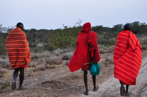 Masai... — Fotografia de Stock