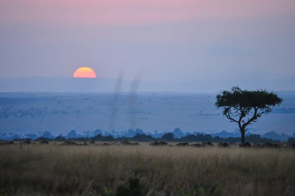 Árbol — Foto de Stock