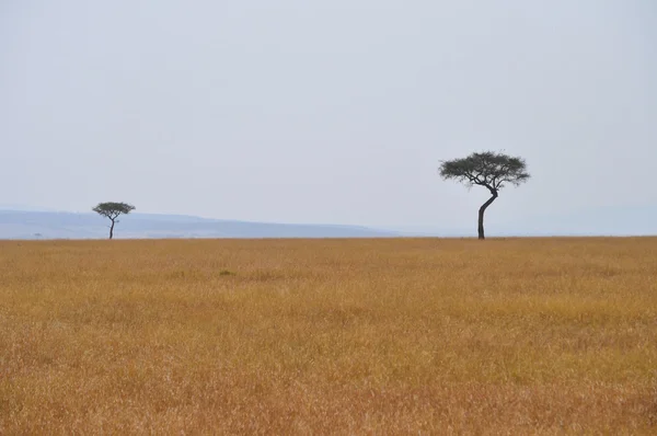 Albero — Foto Stock