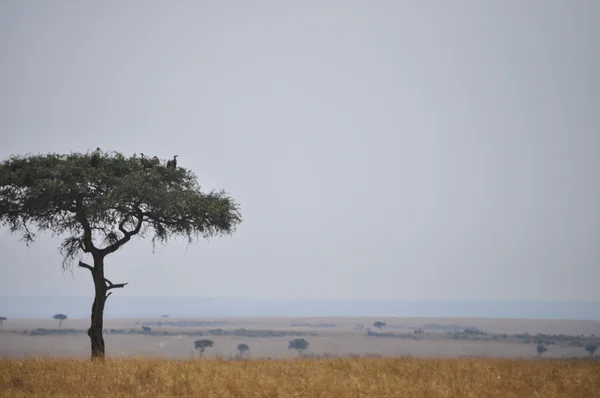 Acacia-boom met gieren — Stockfoto