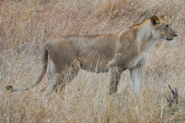 Löwin — Stockfoto