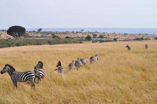Migrazione delle zebre — Foto Stock