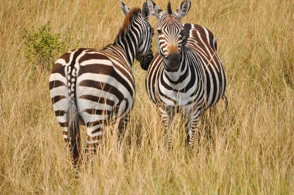 Zebras — Stockfoto