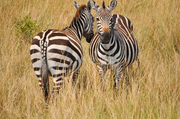Couple of zebras on the African savannah