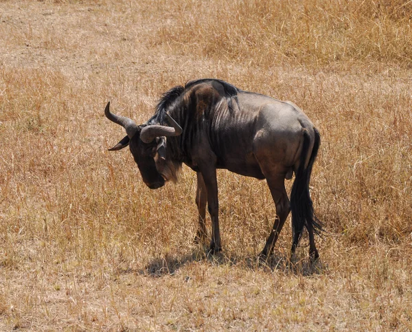 GNU — Zdjęcie stockowe