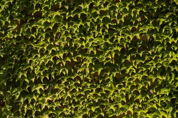 Grüner Efeu — Stockfoto