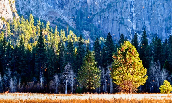 Parque Nacional de Yosemite — Fotografia de Stock