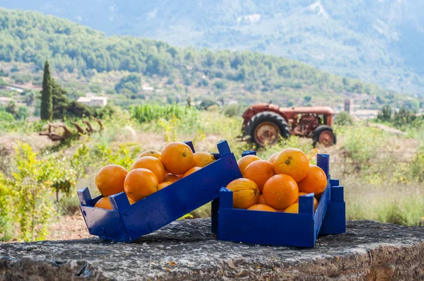 Laranjas — Fotografia de Stock