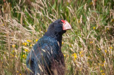 Takahe Yeni Zelanda