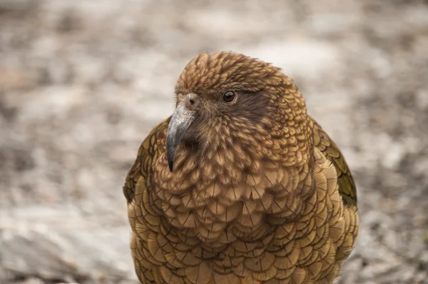 Vilda papegoja, Kea — Stockfoto