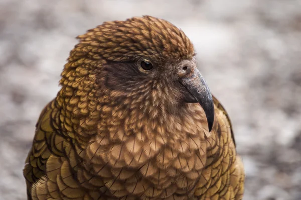 Loro salvaje, Kea — Foto de Stock