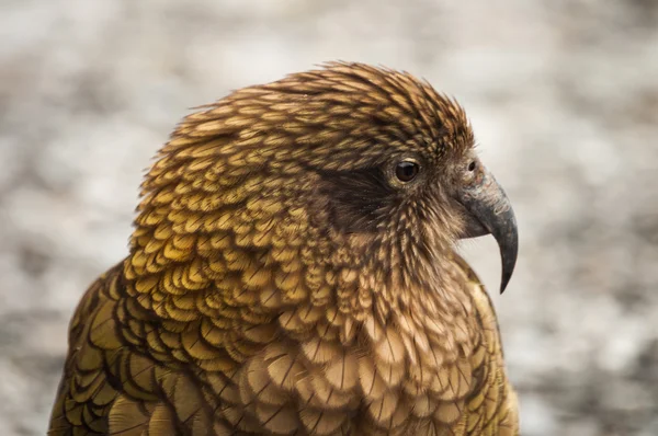 Loro salvaje, Kea — Foto de Stock