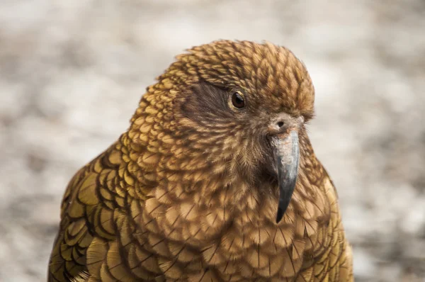 Papagei, Kea — Stockfoto