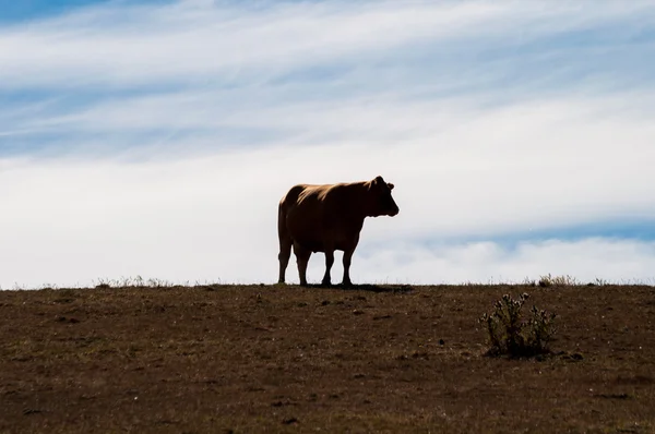 Vaca en la parte superior del prado — Foto de Stock