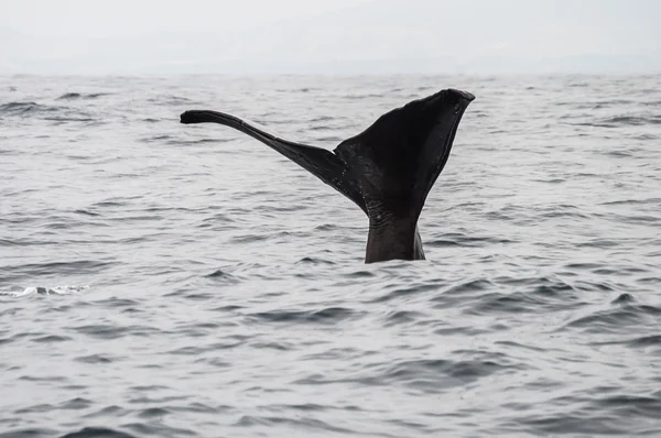Sperm balina kuyruğu — Stok fotoğraf