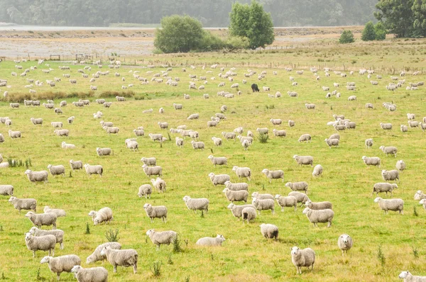 Kudde schapen — Stockfoto