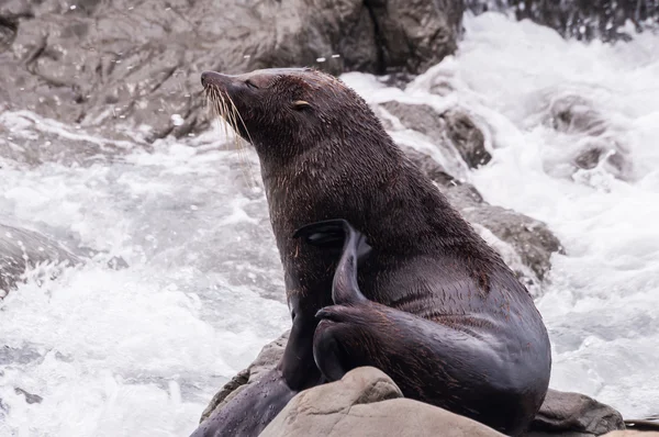 New Zealand sea lion — Stock Photo, Image