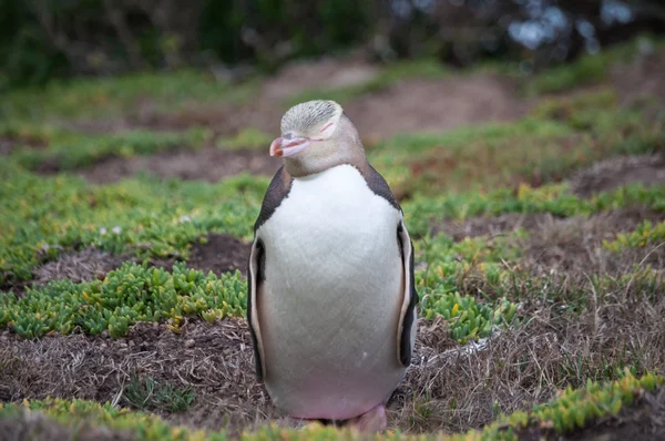 Sarı gözlü penguen — Stok fotoğraf