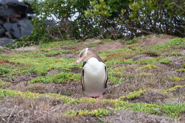 Yellow eyed penguin reserve Stock Photos, Royalty Free Yellow eyed