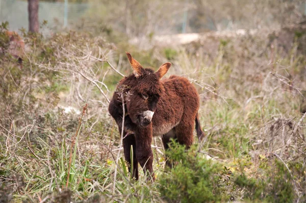 Catalonian donkey — Stock Photo, Image