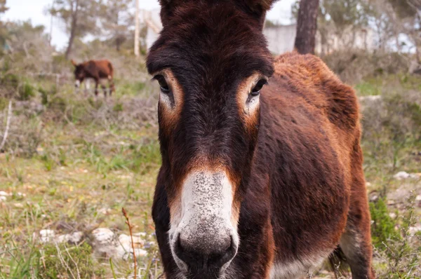 Burro catalán — Foto de Stock