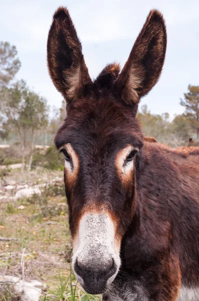 Catalonian donkey — Stock Photo, Image