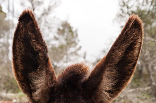 Burros orejas — Foto de Stock