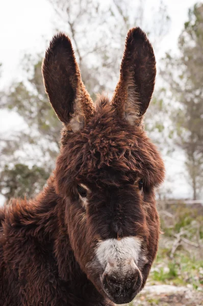 Catalonian donkey — Stock Photo, Image