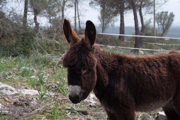 Keşfetmesine eşek — Stok fotoğraf