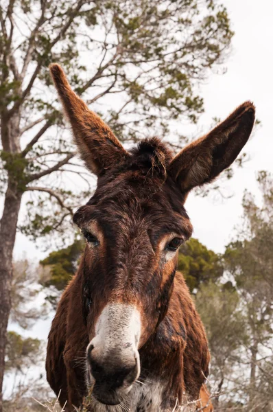 Burro catalán —  Fotos de Stock