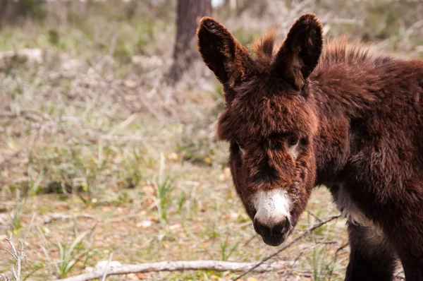 Catalonian donkey — Stock Photo, Image