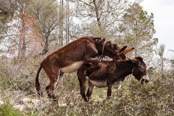 Katalánské osli páření — Stock fotografie