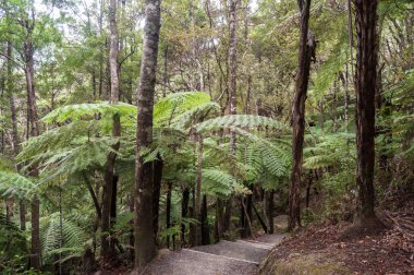 eğreltiotu yaprakları