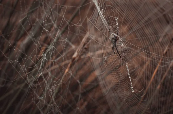 Poisonous Spider Its Web — Stock Photo, Image