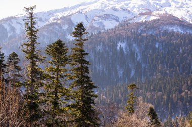 Lagonaki, Adygea, Rusya 'daki Kafkas Dağları' nın güzel manzarası