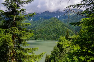 Caucasus lake Ritsa in Abhazia in pine forest clipart