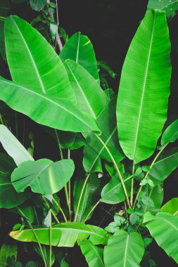 Koyu arkaplanda yeşil yapraklı tropik muz ağaçları