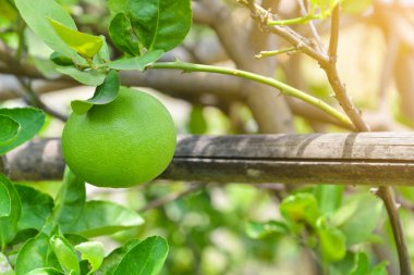 Bahçedeki ağaçtaki taze yeşil limonu kapat, boşluğu kopyala