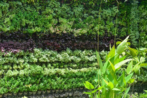 Variété Plante Plein Air Dans Jardin Vertical Floral Mur — Photo