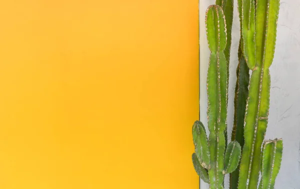 Zelené Kaktusy Proti Betonové Zdi Žlutou Barvou Malované Pozadí Stěny — Stock fotografie
