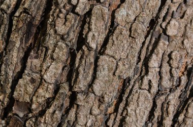 Ağaç kabuğu dokusu