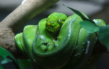 Yeşil ağaç python Hayvanat Bahçesi