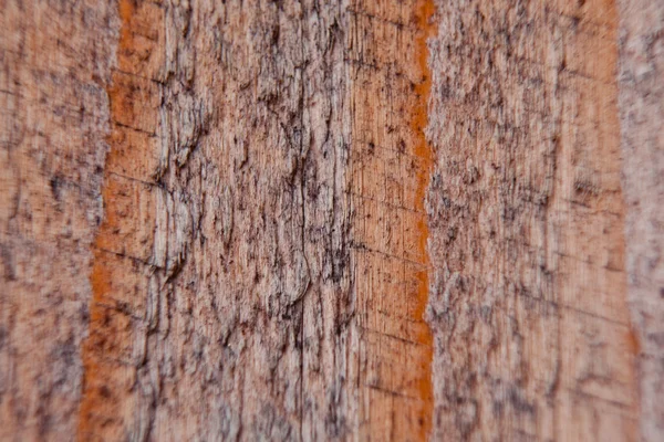 Coupe d'une structure d'arbre — Photo